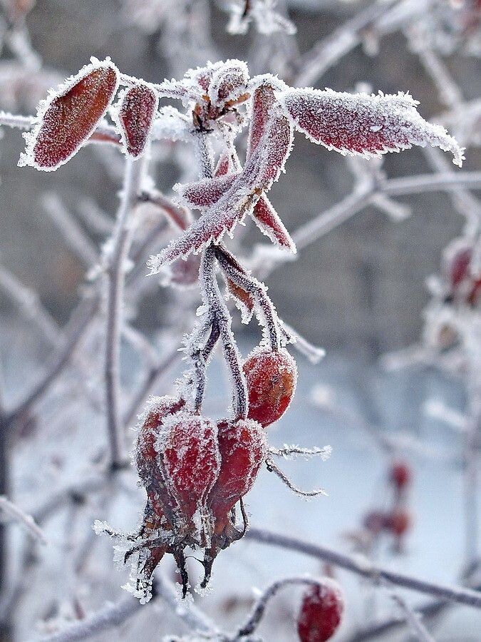 Источник фото au.pinterest.com