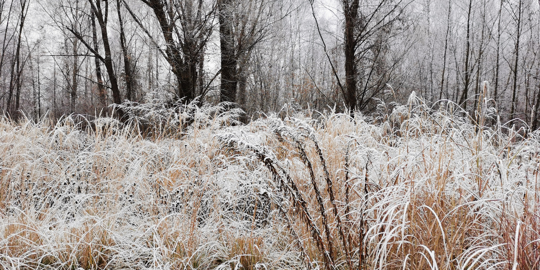 Релакс-подборка для тех, кто хочет расслабиться: красивые кадры первого снега в объективе