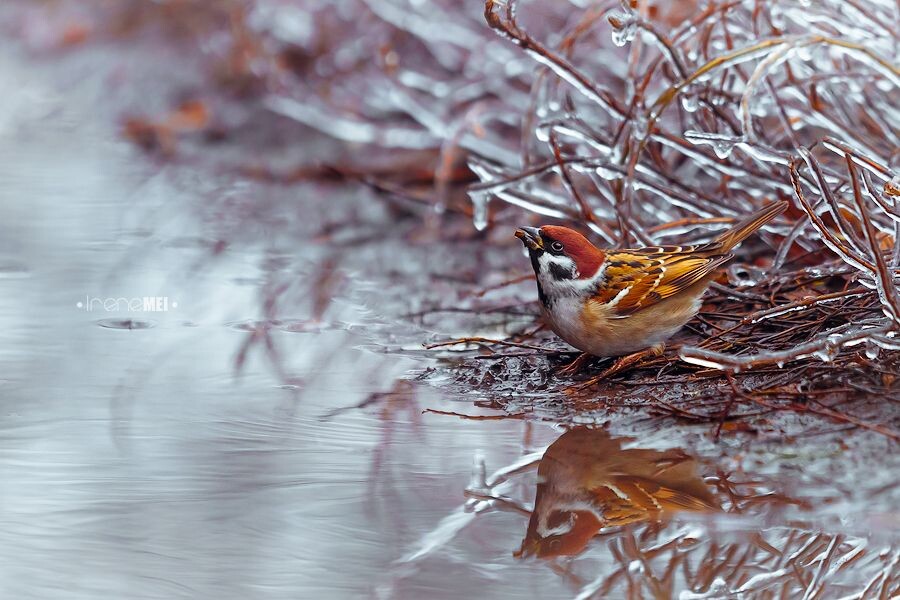 Изображение из открытых источников