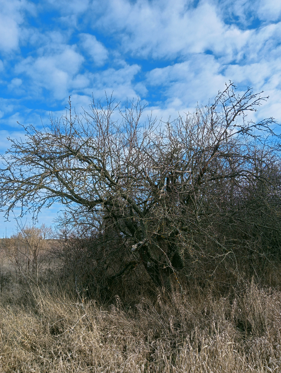 Сод готовиться к спячке