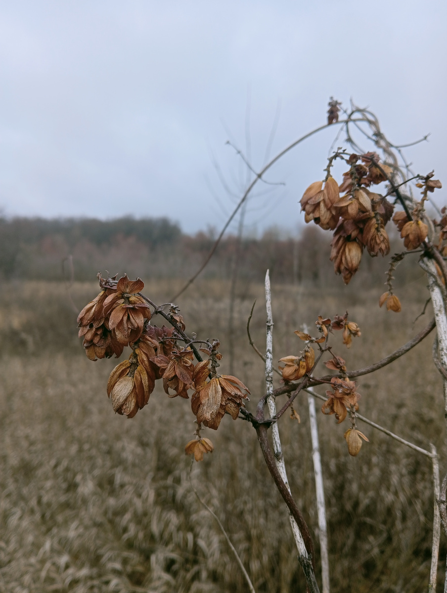 Последний хмель