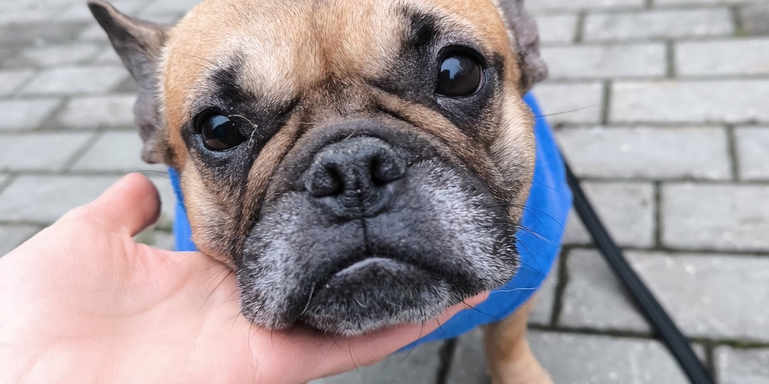 Меня зовут #Комета@frenchbull_help