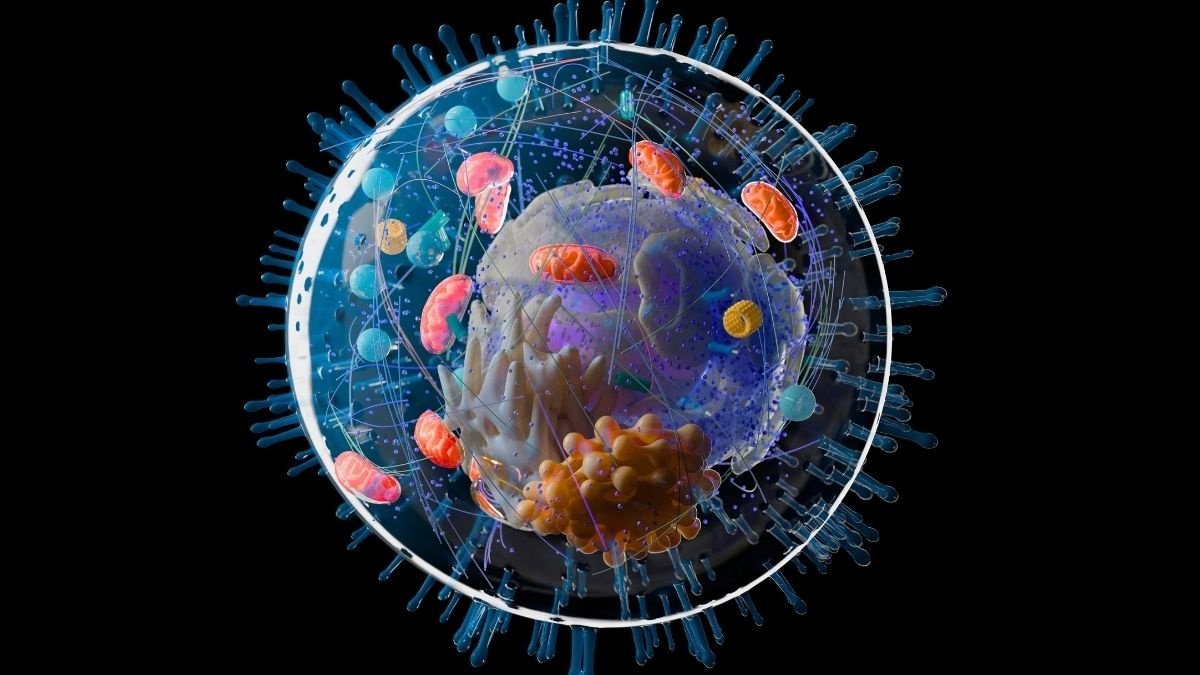    Художественное представление эукариотической клетки