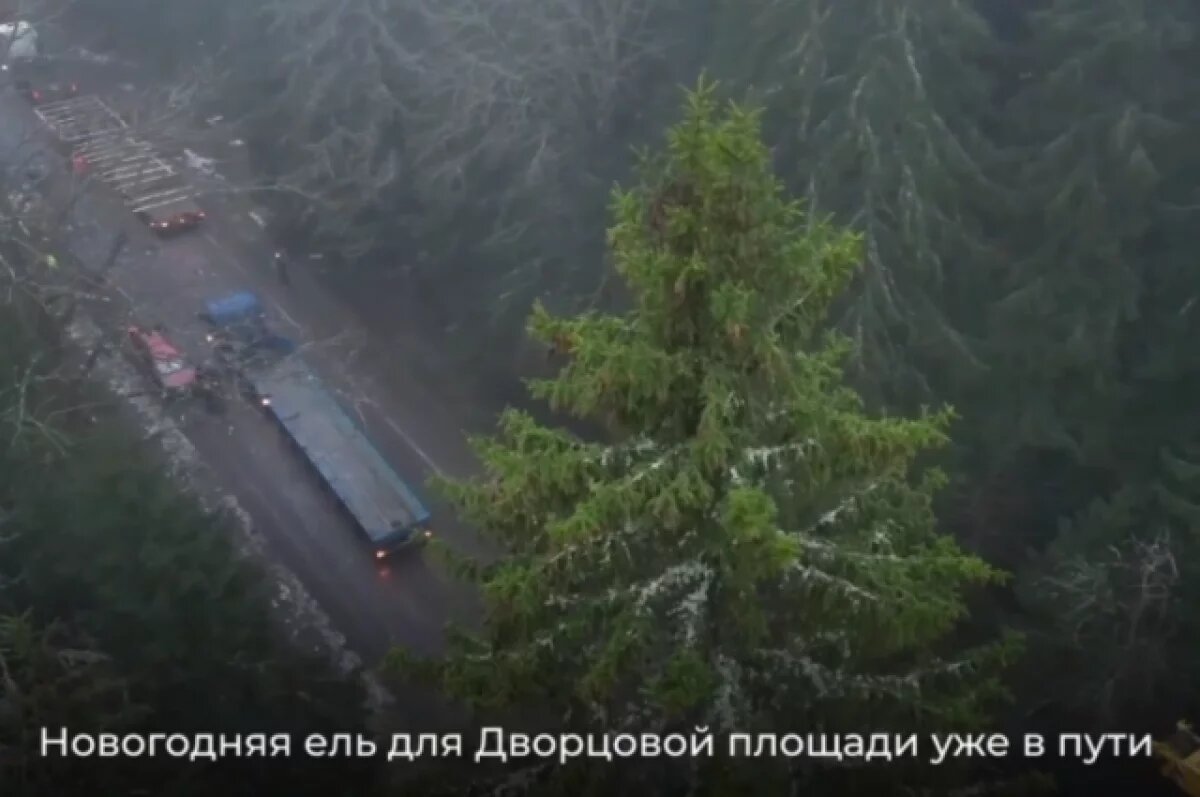    Новогодняя ель отправляется на Дворцовую: огни зажгут 20 декабря
