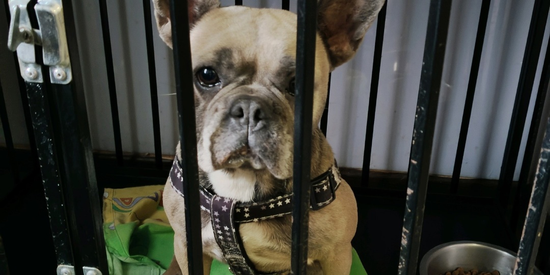 #Биология@frenchbull_help