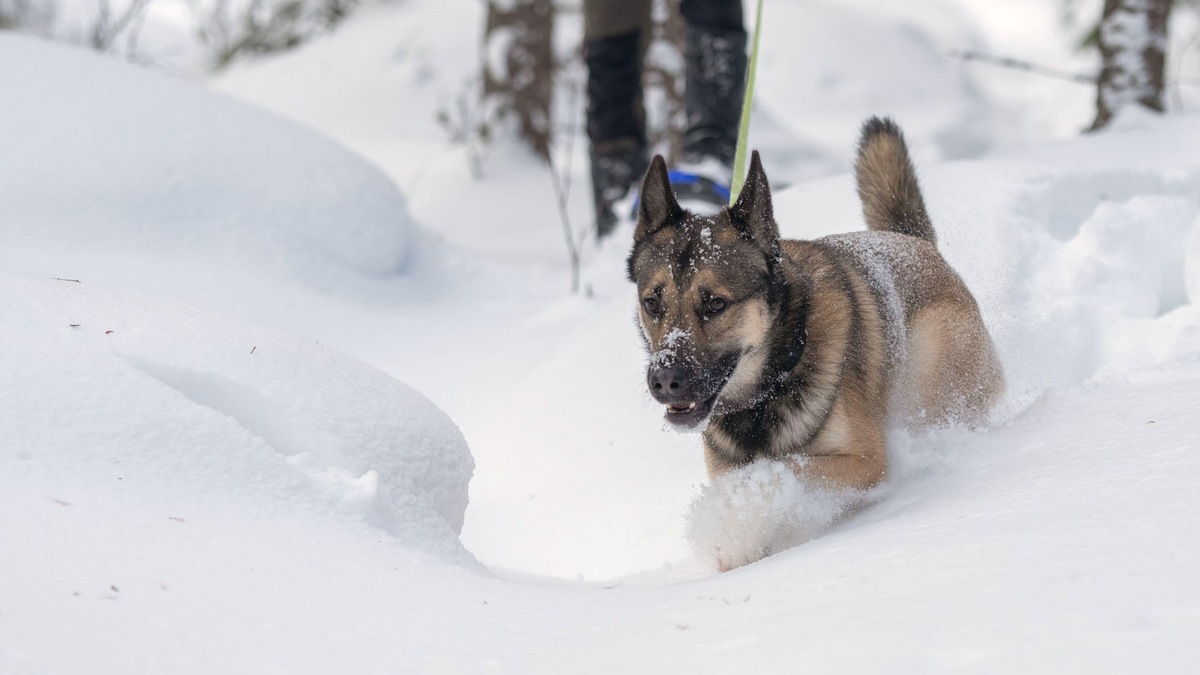    Далеко не все собаки могут составить вам компанию в зимнем хайкинге или погулке на лыжах