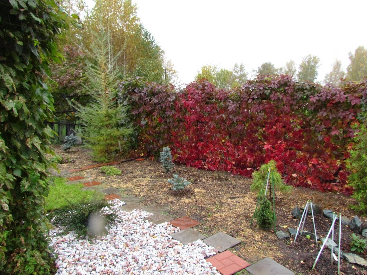    Арочный забор из старых теплиц. Фото Надежды (Nadezhda_Siberia)