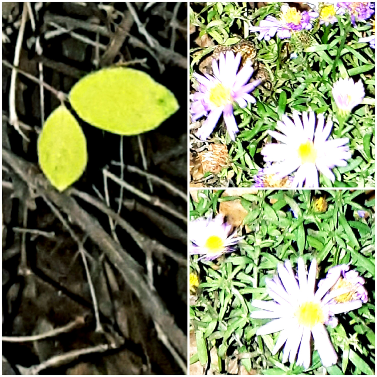 Коллаж автора 09.12.2025г.