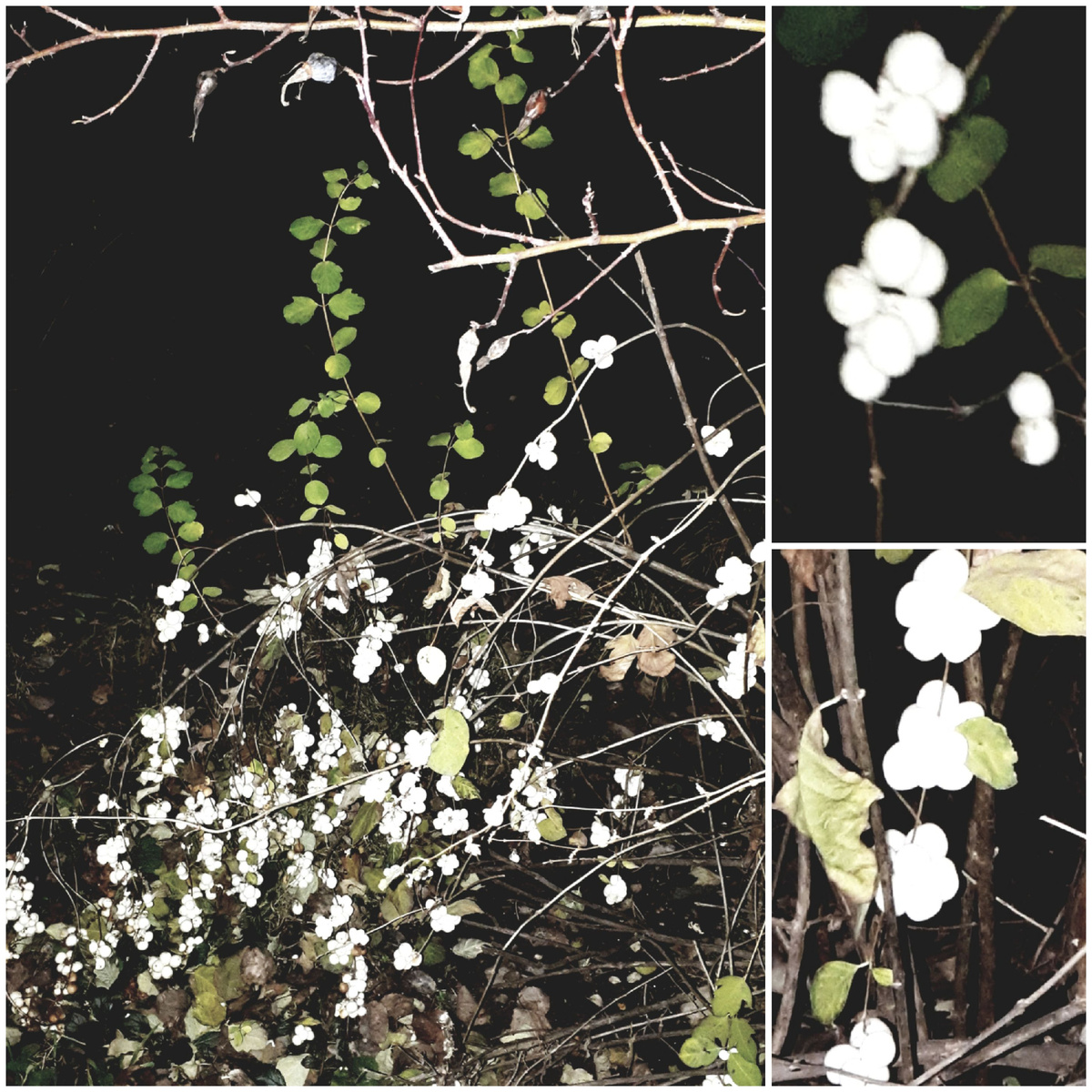 Коллаж автора 09.12.2025г.