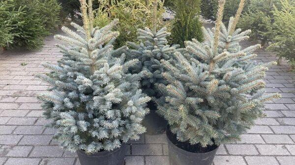    © Sputnik / Татьяна Федоренко