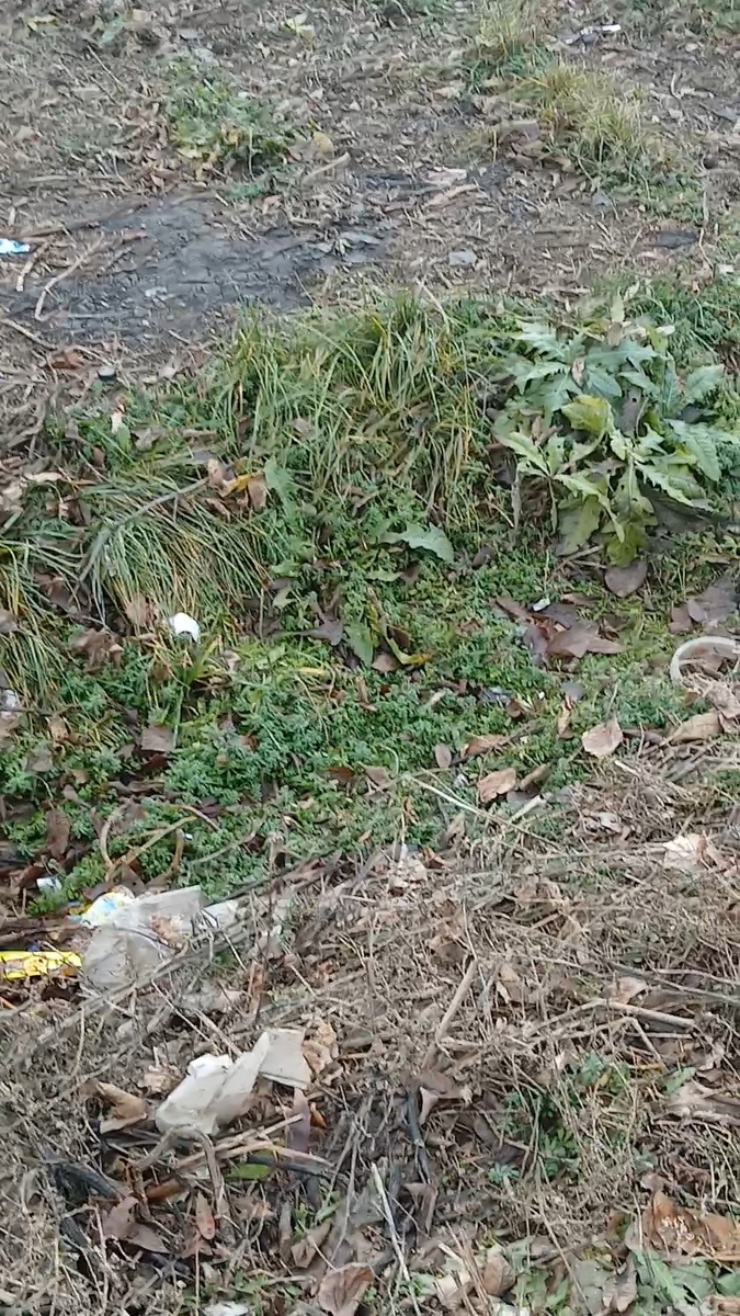 Фото автора травка зеленая 