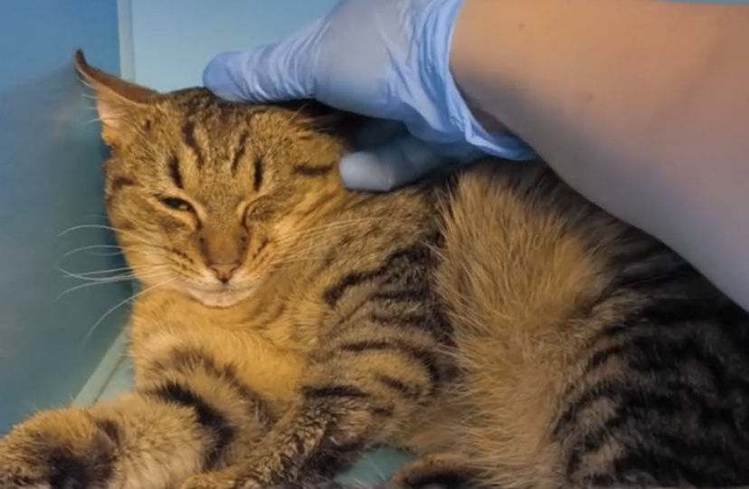 Ясмин. Котенок 8 месяцев завтра вникуда