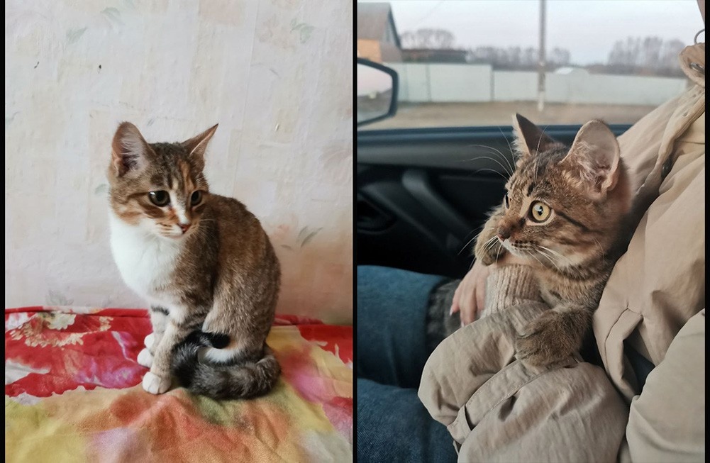     Фото: АНО «Банда пушистых»