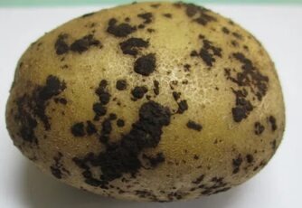 Ризоктониоз картофеля (чёрная парша) 