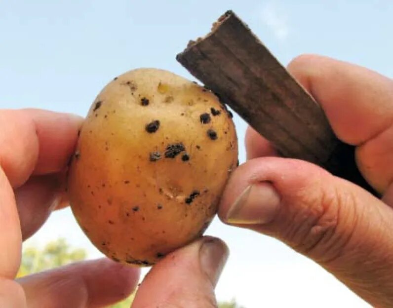 Ризоктониоз картофеля