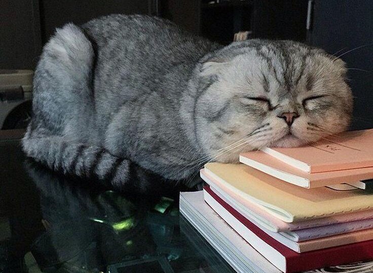 Вы тоже открываете телефон «на минутку» — и через сорок минут всё ещё там?