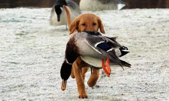 Почему бомжи в 90-е ели, а сегодня и бездомные собаки не едят городских уток, хотя их руками можно поймать
