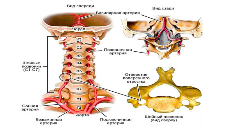 Самый полезный для мозга вид физкультуры — работа с фасциями шеи | Почему бег и плавание не справляются