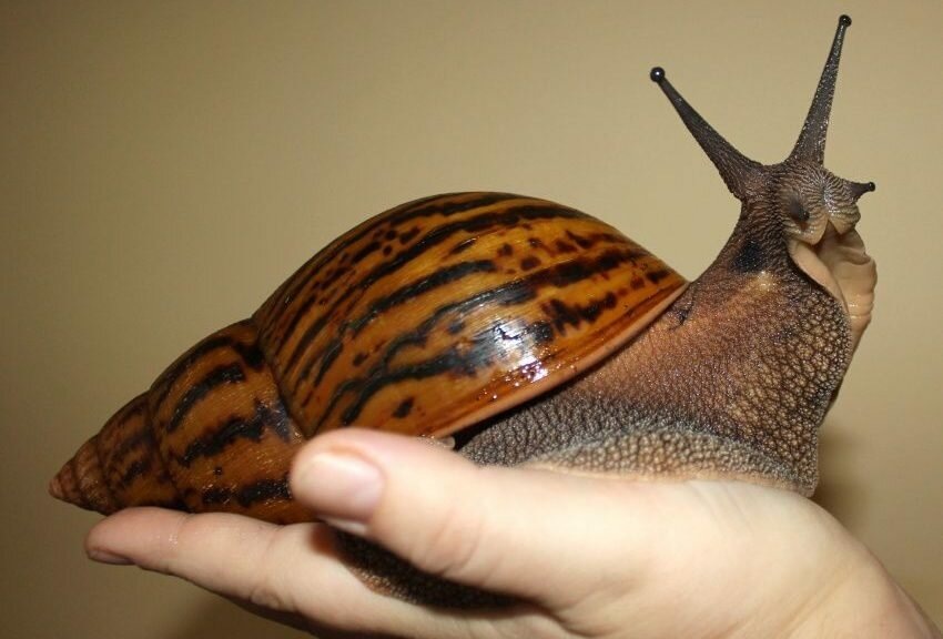 Род: Achatina (Ахатины) или Lissachatina (Лиссахатины).