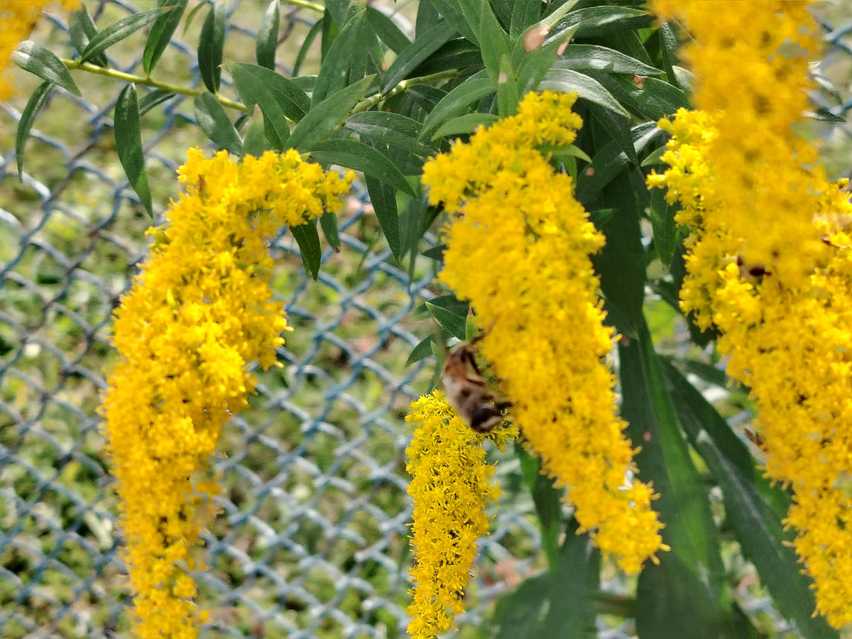 Архив. Когда-то летом. На моем участке. 