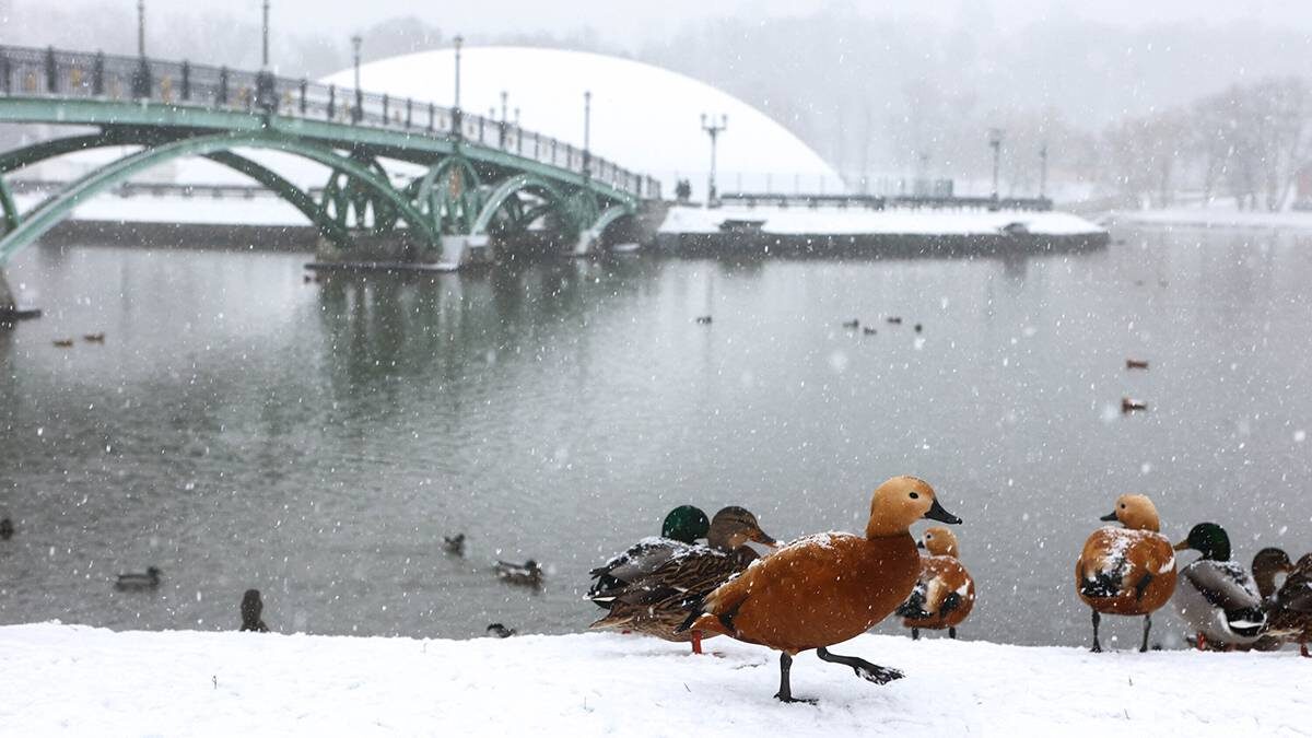    Фото: Ярослав Чингаев / АГН Москва
