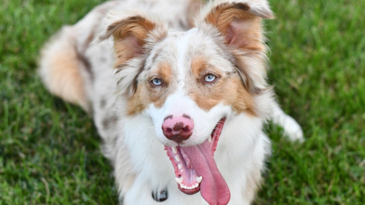  In the case of Aussies, it is important to know the characteristics of the blue color in dogs and the possible problems it entails.