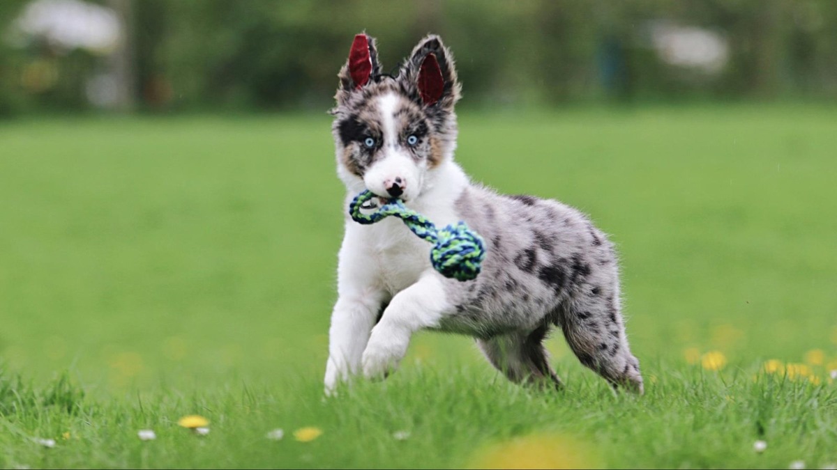  Border Collies don't always have blue eyes with a marbled pattern.