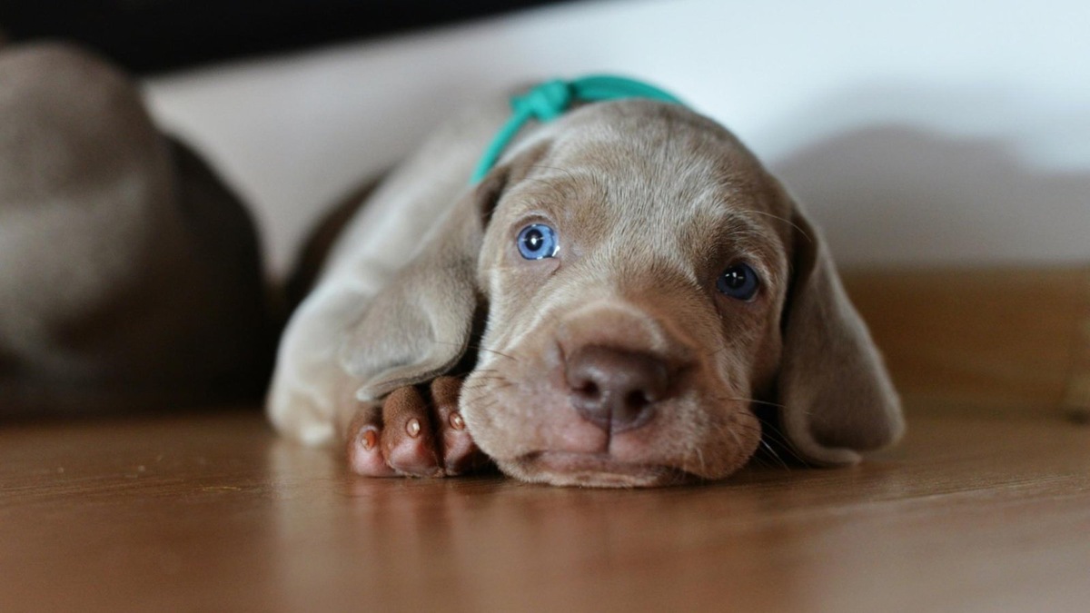  Sometimes blue eyes can be present in an adult dog, but this is rare for the breed.