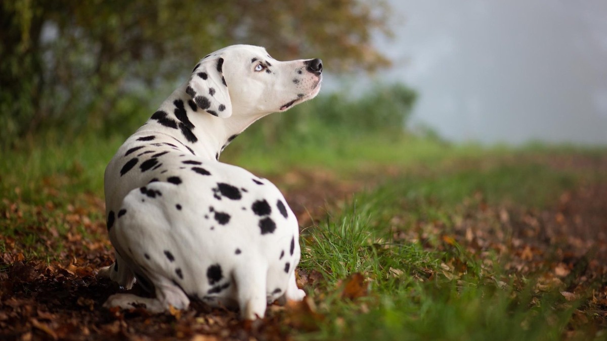  Dalmatians with blue eyes are not allowed to participate in shows, as this is considered a breed fault.
