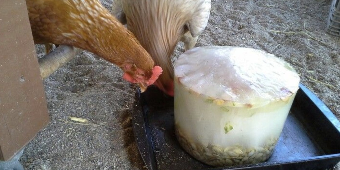 Всю жизнь кормил кур неправильно и не знал об этом. Теперь добавляю в рацион всего 1 ингредиент - и яйца собираю каждый день.