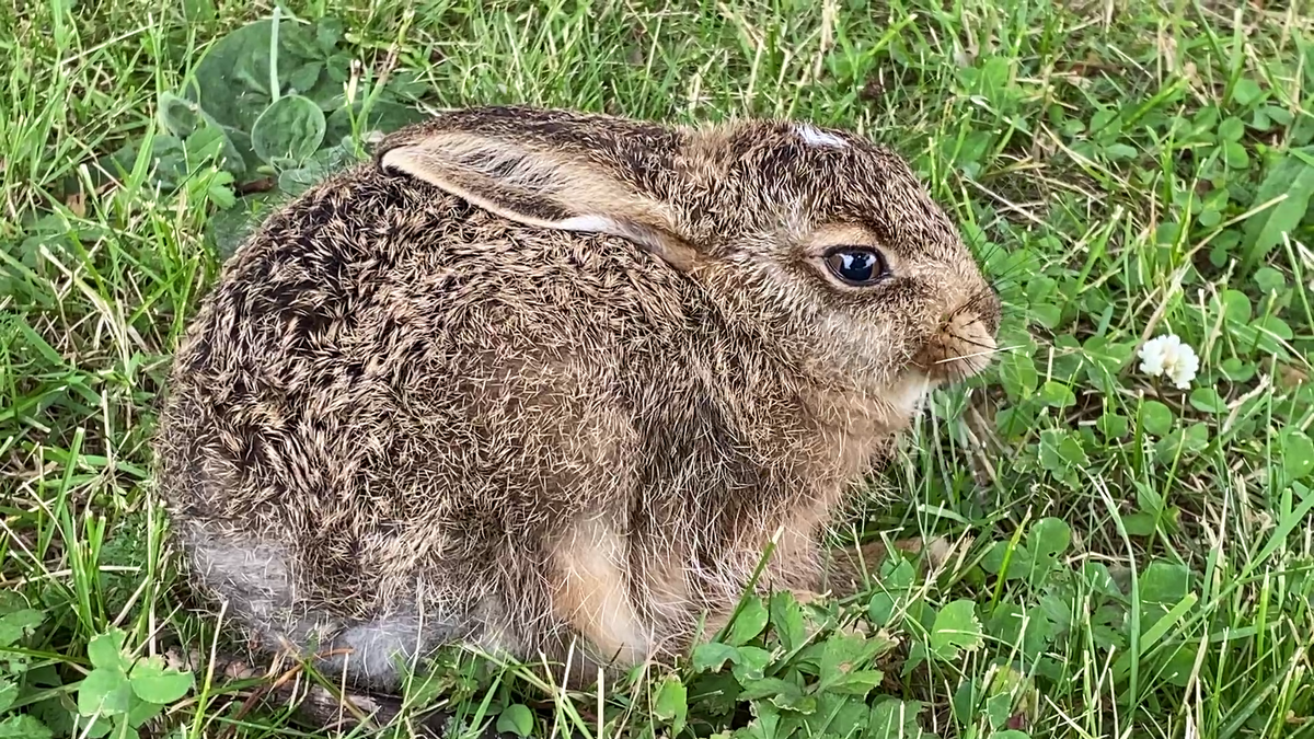 Зайка нас не боится