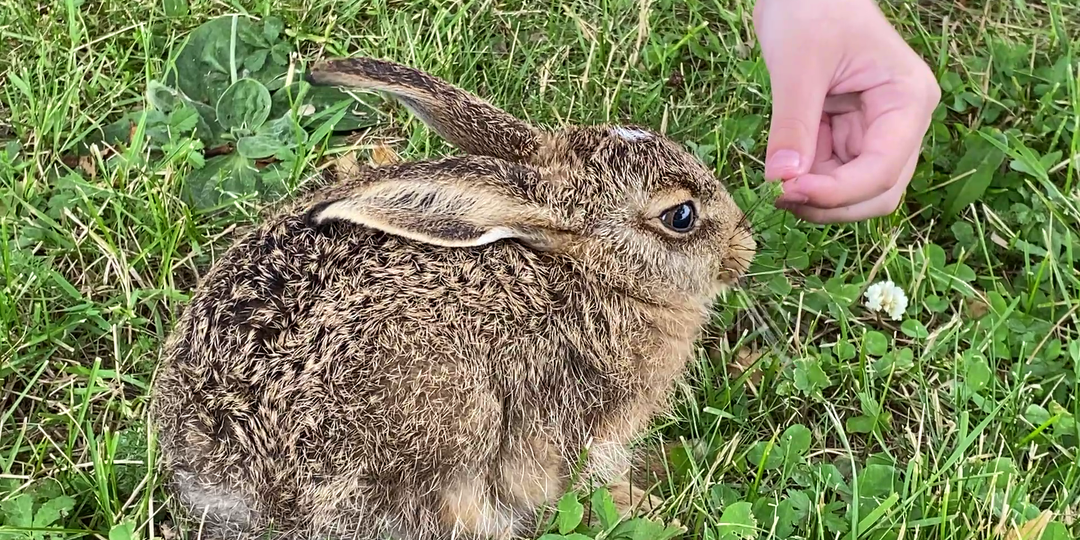 Последняя встреча (Пять дней из жизни зайчонка)