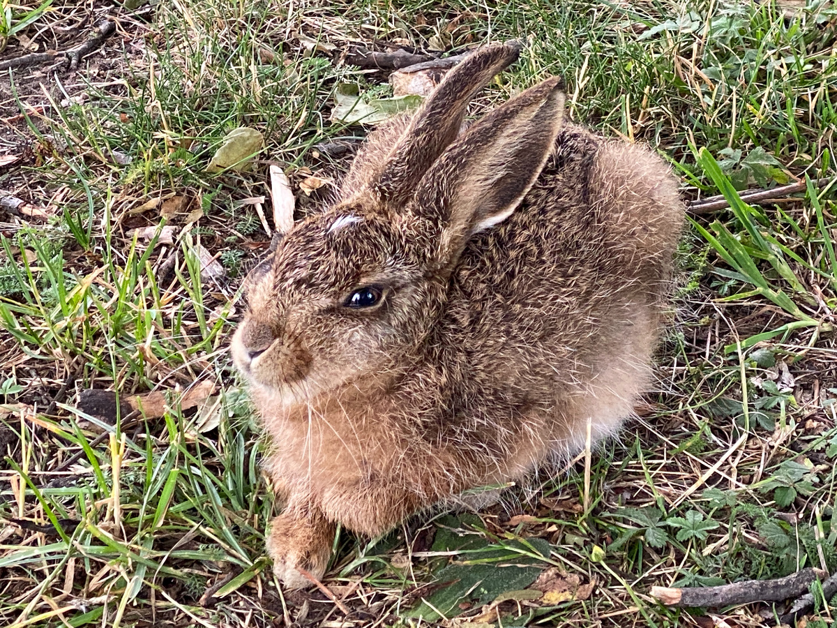 Зайчонок ещё подрос