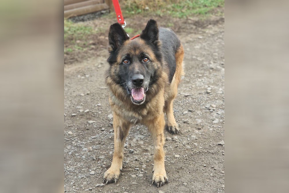    Дора. / Фото: Александра Гольдберг