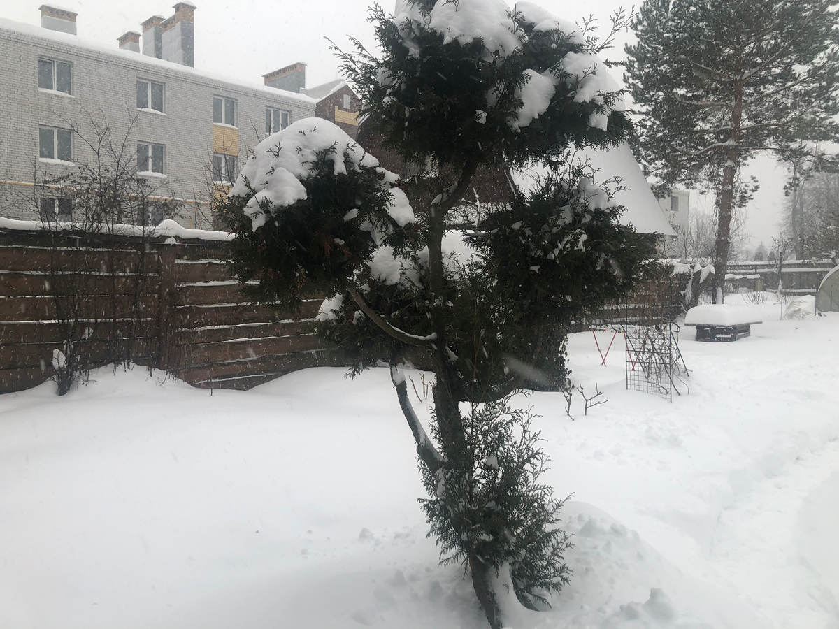 Туя, которую мы украшаем на Новый год