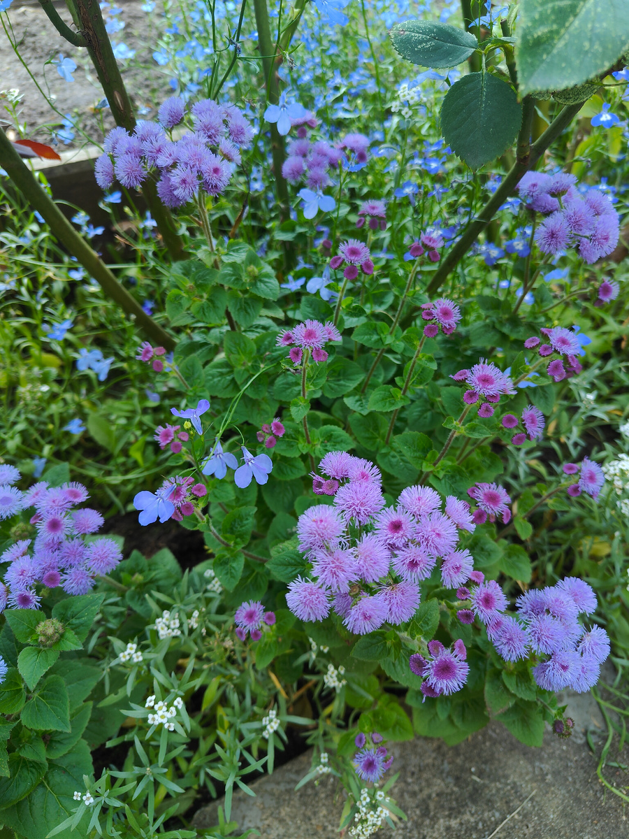 Пурпурные бутоны у сиренево-голубого агератума.