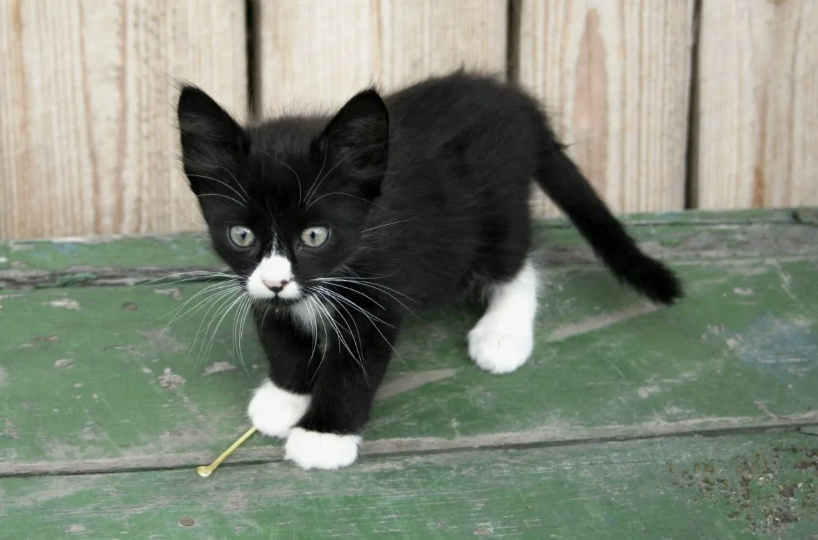 и да мне нрав черно белые кошки