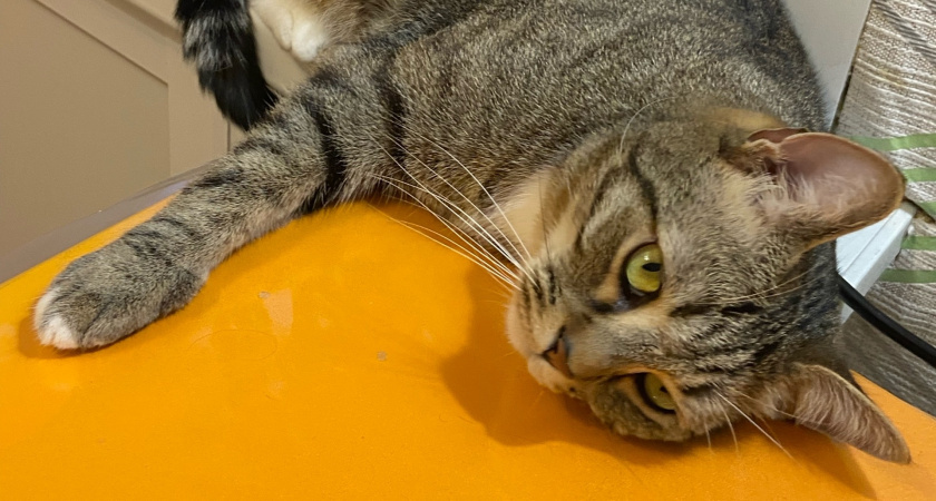    Автор фото - Анна Ефимова