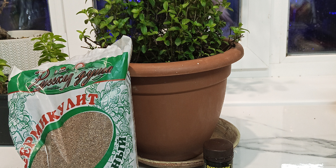 Теряю смыслы. Пошла черенковать санвиталию