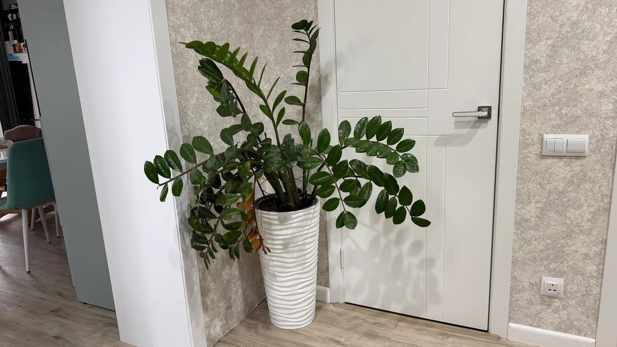 Мало того, что даже новые листья в разные стороны развалились