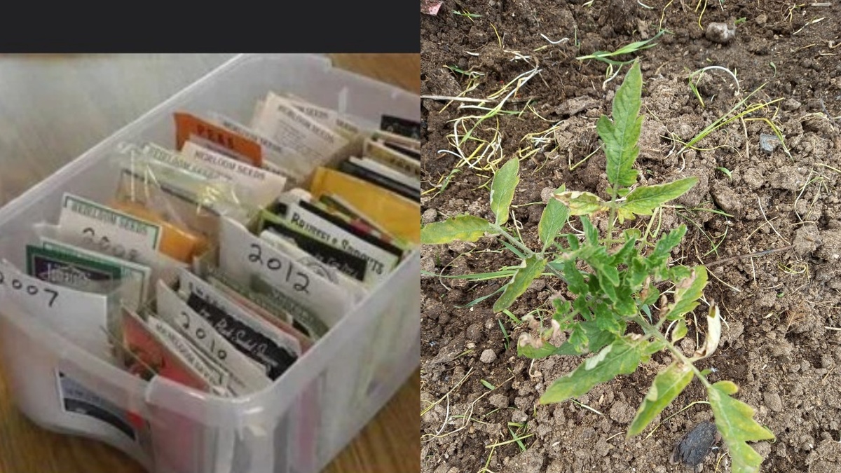 Мои 5 лет экспериментов: так выглядят неудачные покупки семян томатов