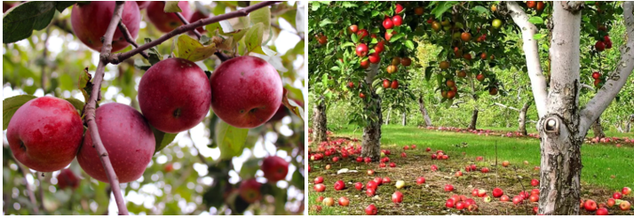 Коллаж автора