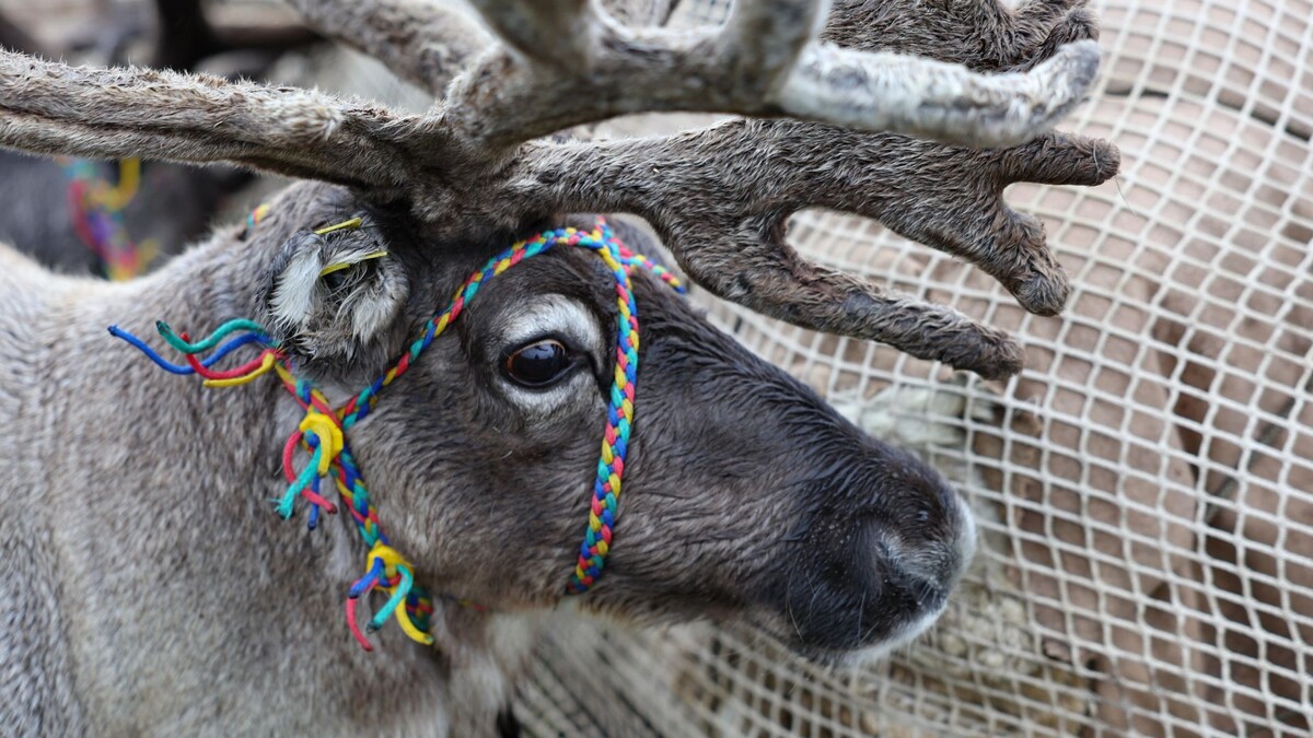    Фото: Андрей Ткачев / «Ямал-Медиа»