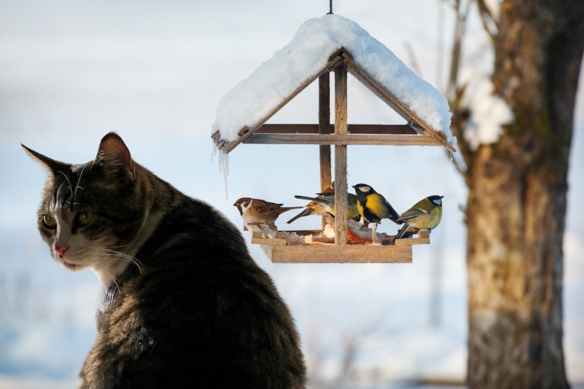 «Кошачий телевизор»