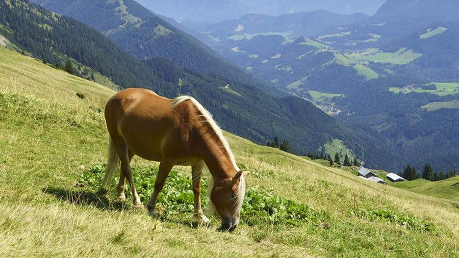 Фото: Global Look Press/Hermann Dobler