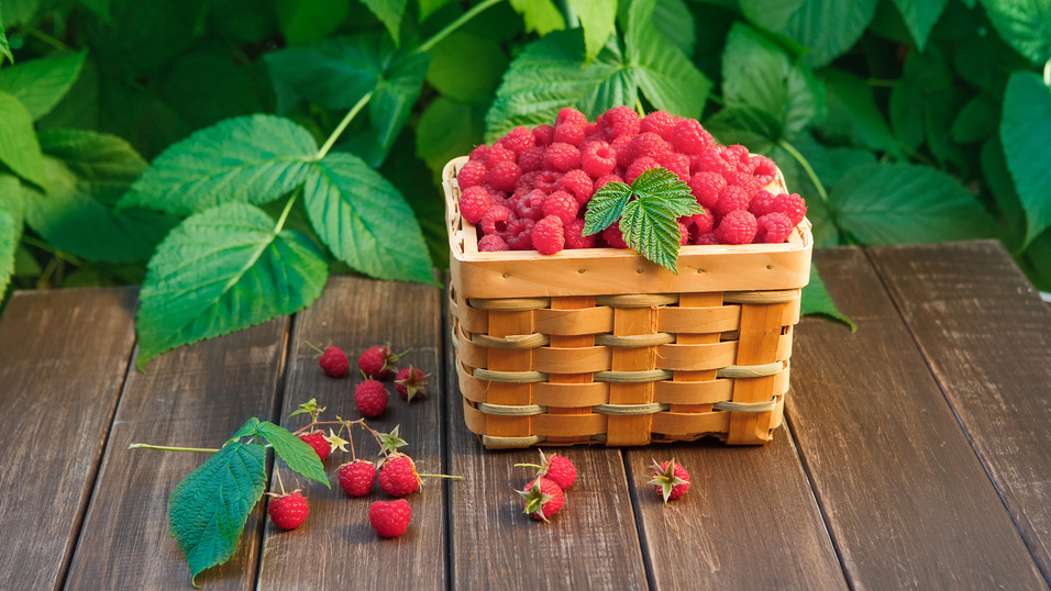 Магазинная малина за 850 рублей против домашнего урожая с одного куста