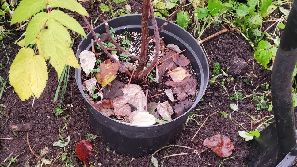 Саженцы малины