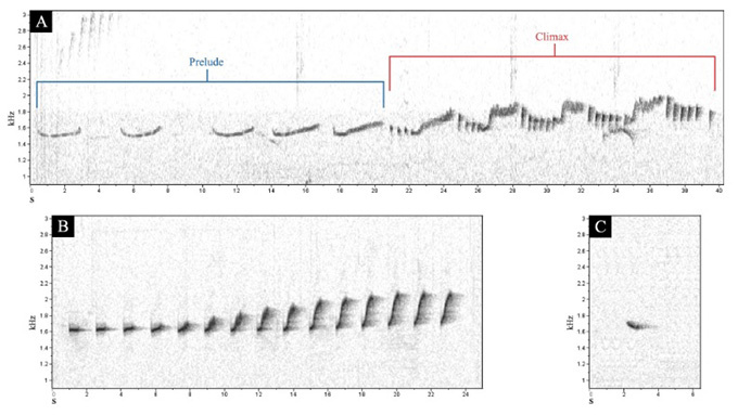 Аудиозаписи вокализаций Tinamus resonans у нас нет, но есть спектрограмма: сложная песня (A) и более простые позывки (B, C).
