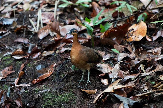 Резонансный тинаму открыт в бразильских Андах