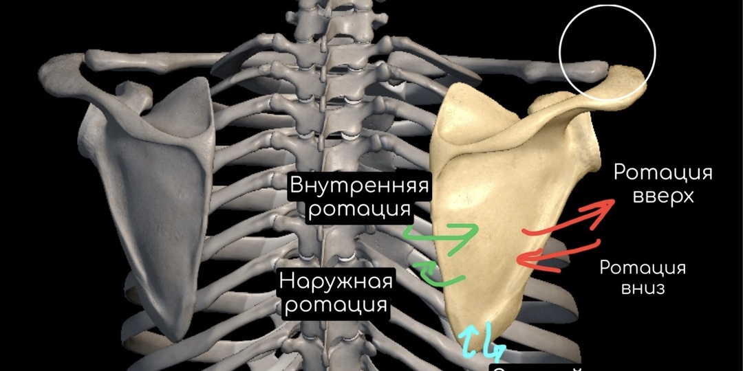 Плечевой комплекс: карта движений для глубокого понимания асан